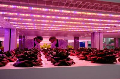 浙江吳興運用高技術(shù)手段打造農(nóng)業(yè)&ldquo;夢工廠&rdquo;