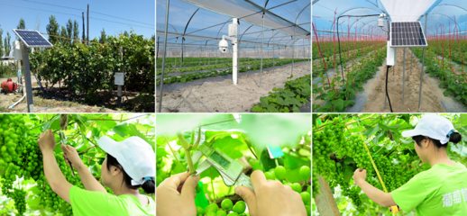 智慧農(nóng)業(yè)領(lǐng)航者_農(nóng)產(chǎn)品安全追溯_農(nóng)業(yè)物聯(lián)網(wǎng)解決方案提供商_慧云信息