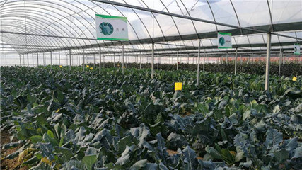 &ldquo;科技+&rdquo;助力揚州&ldquo;菜籃子&rdquo;:現代農業產業技術研究院落戶槐泗