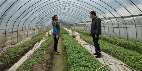 開展包村聯戶 助力農民增收--績溪縣開展春季農業科技服務活動