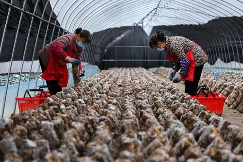 開足馬力 產(chǎn)業(yè)賦能 譙 見(jiàn)未來(lái)