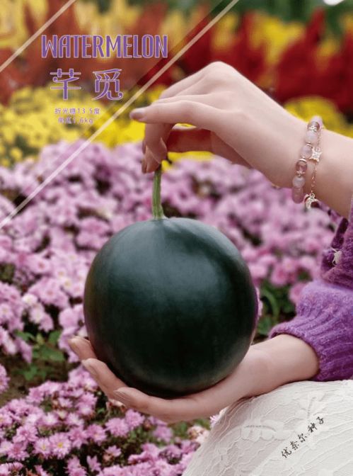 依托植物基因組分子育種技術(shù),創(chuàng)新精品西甜瓜發(fā)展之路