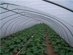 玻璃溫室當(dāng)選京豐溫室大棚建設(shè)|承德溫室大棚-石家莊京豐農(nóng)業(yè)科技提供玻璃溫室當(dāng)選京豐溫室大棚建設(shè)|承德溫室大棚的相關(guān)介紹、產(chǎn)品、服務(wù)、圖片、價格養(yǎng)殖大棚、溫室大棚建設(shè)、大棚設(shè)計安裝、蔬菜大棚建設(shè)、智能溫室大棚建設(shè)、大棚骨架建設(shè)、