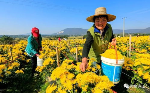 支持 合作 共贏 廬江,一封來自安徽農(nóng)業(yè)大學(xué)的感謝信