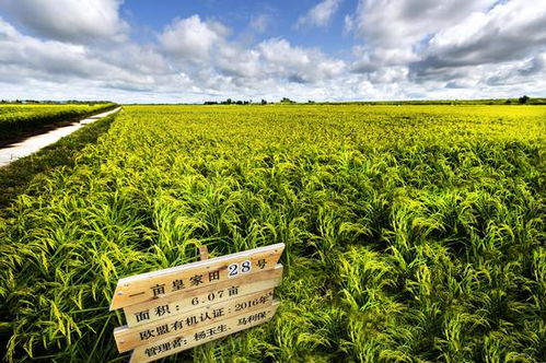 第二屆中國 黑龍江國際大米節(jié)黑龍江優(yōu)質(zhì)大米品牌網(wǎng)絡(luò)評選活動(dòng)開啟 快為金禾投票吧