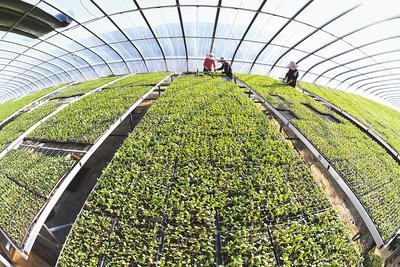 河北樂亭:新技術(shù)新服務(wù)新產(chǎn)品助農(nóng)增收