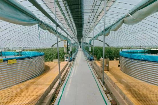 【農(nóng)業(yè)科技公司】農(nóng)政齊民魚菜共生智慧工廠如何&ldquo;書寫&rdquo;城市菜籃子保供答卷