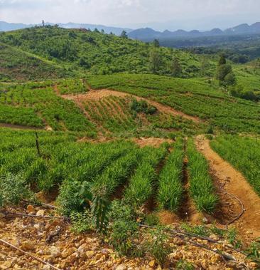 在農(nóng)村搞個(gè)什么項(xiàng)目賺錢?探索農(nóng)村致富新路徑,實(shí)現(xiàn)財(cái)富增長!