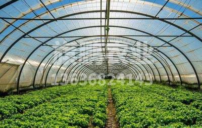 溫室大棚西紅柿后期管理莫放松