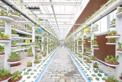 恒大扶貧三周年 現代技術賦能畢節農業產業提檔升級