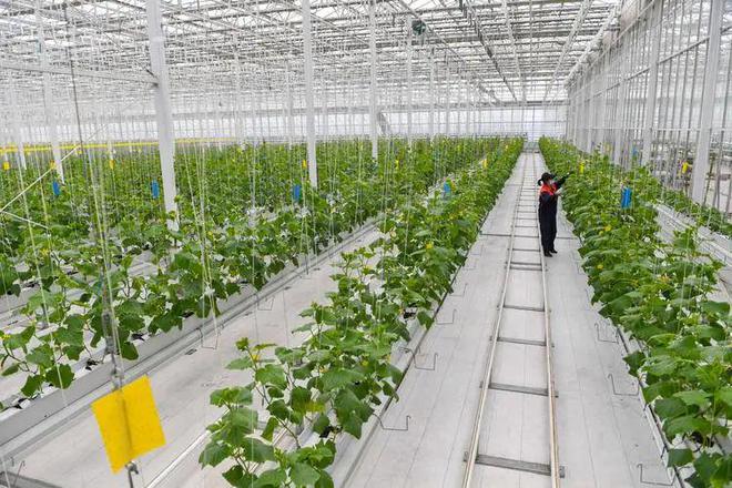 植物工廠 現代農業(yè)科技的創(chuàng)新革命