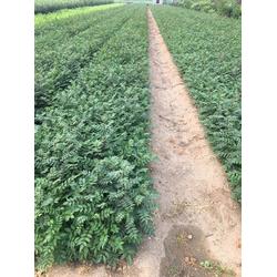 乾納瑞農業(yè)科技 貴州花椒樹苗預售與優(yōu)質服務